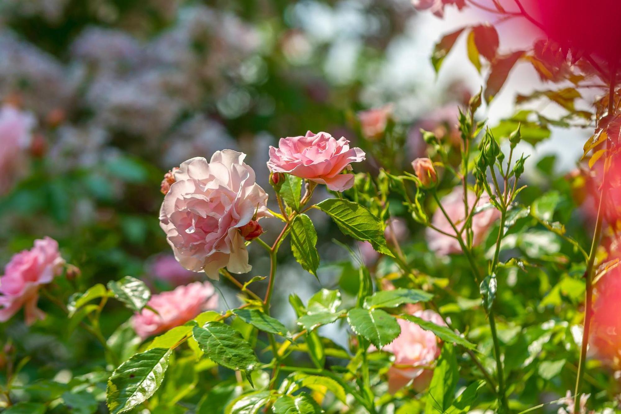 مبيت وإفطار غدينيا Grand Tulipan المظهر الخارجي الصورة